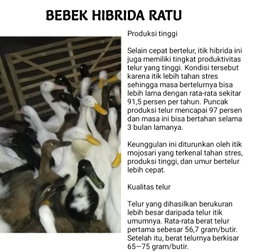 Indukan Bebek 
