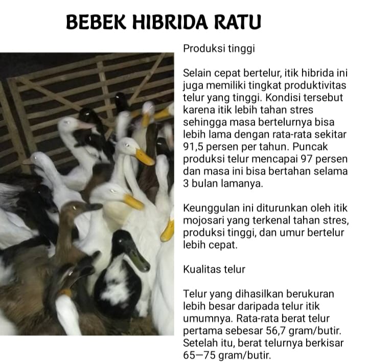 Indukan Bebek _3