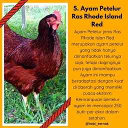 Indukan Ayam