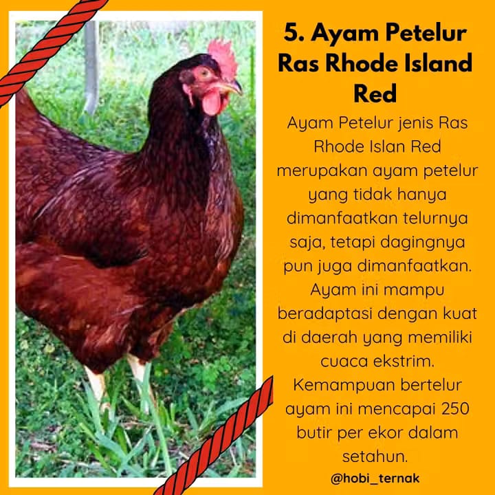 Indukan Ayam_1