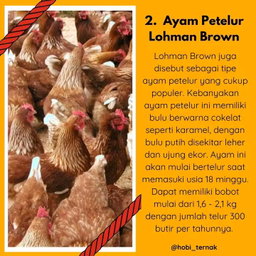 Indukan Ayam