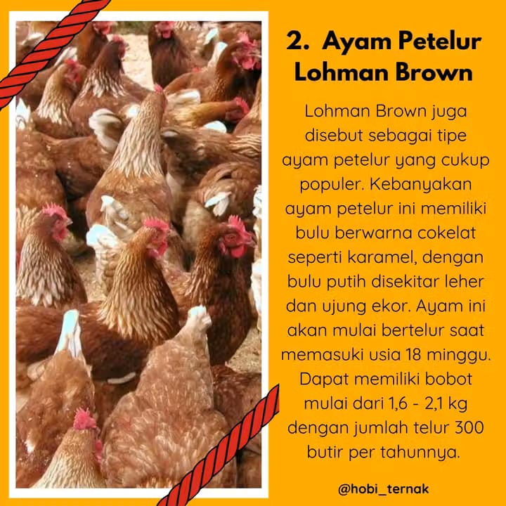 Indukan Ayam_2