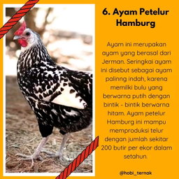 Indukan Ayam