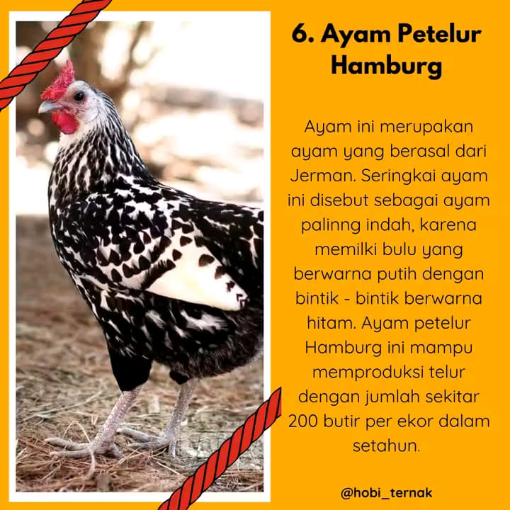 Indukan Ayam_4