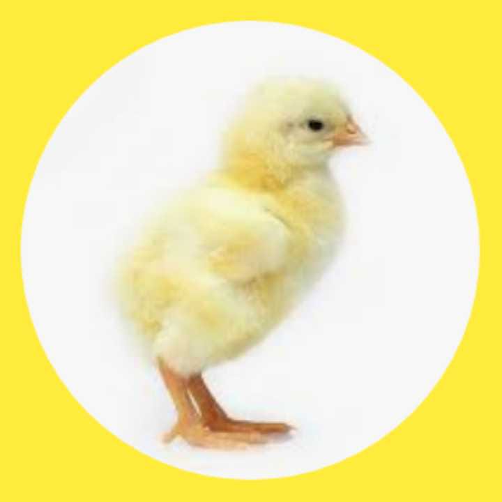 DOC Ayam 
