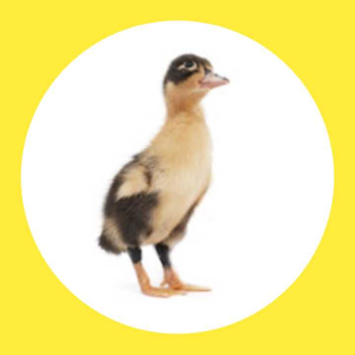 DOD Bebek