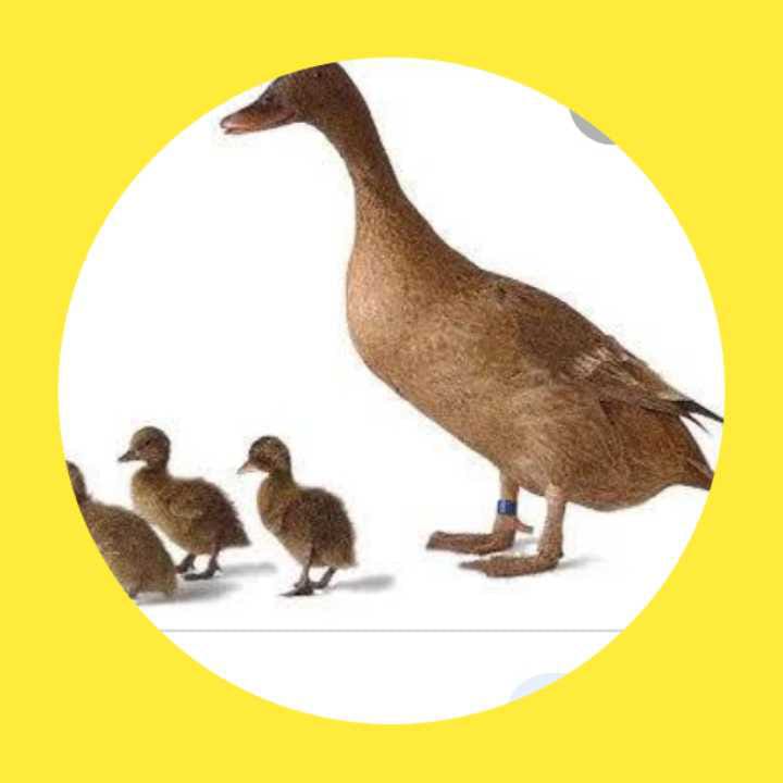 Indukan Bebek 