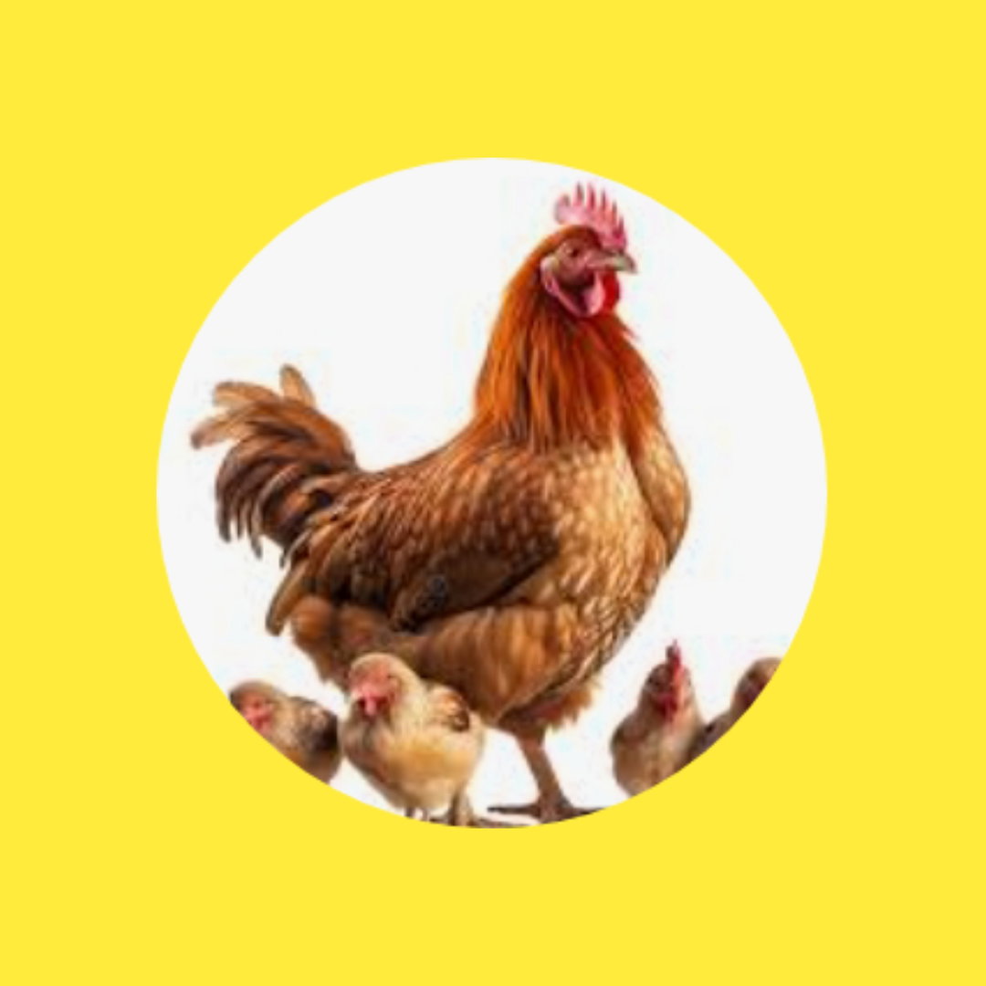 Indukan Ayam