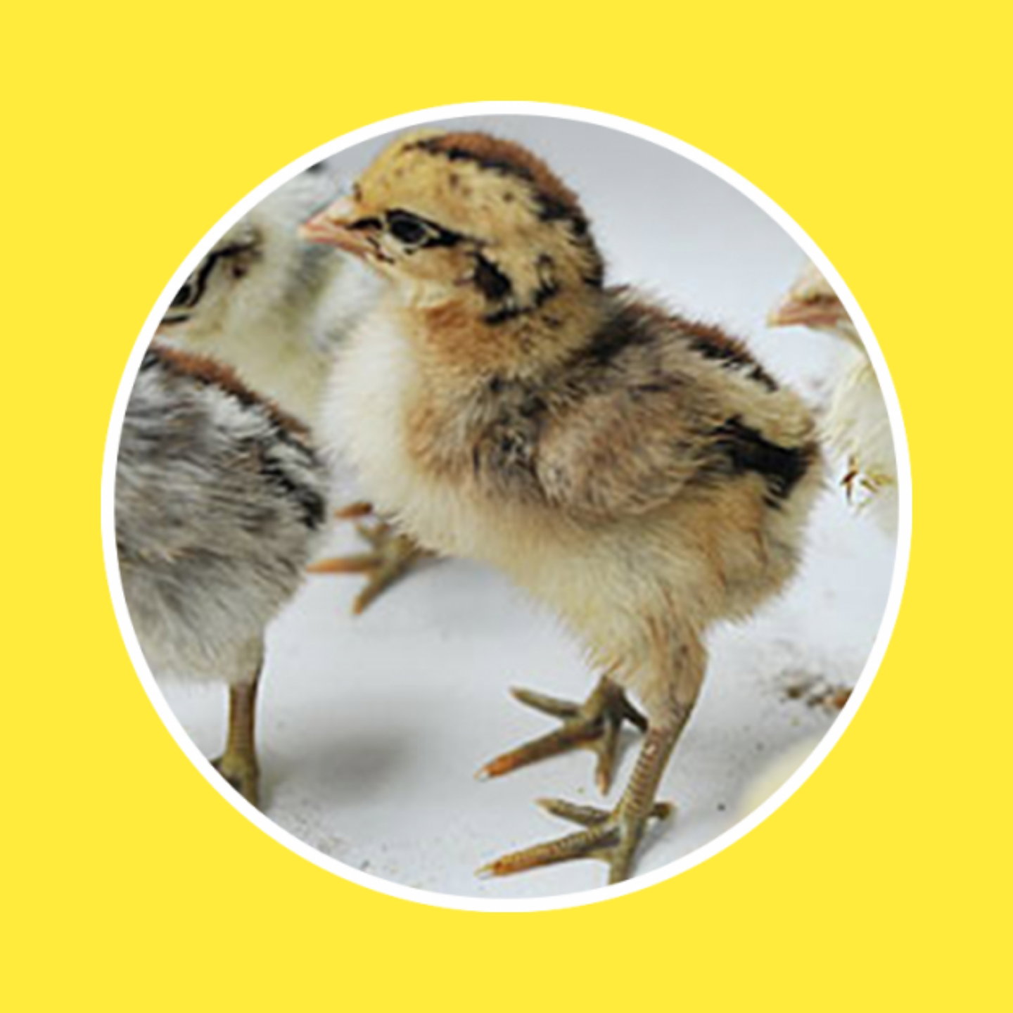 DOC Ayam _4