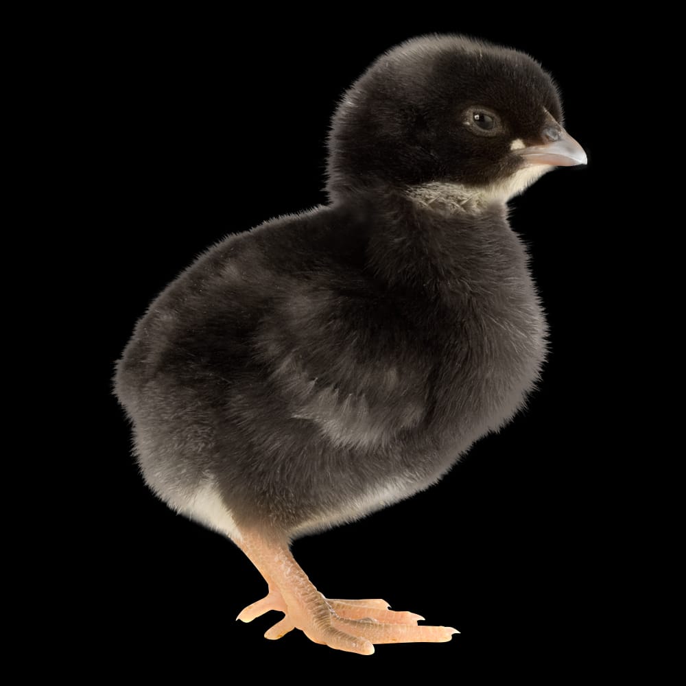 DOC Ayam _5