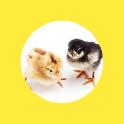 DOC Ayam 