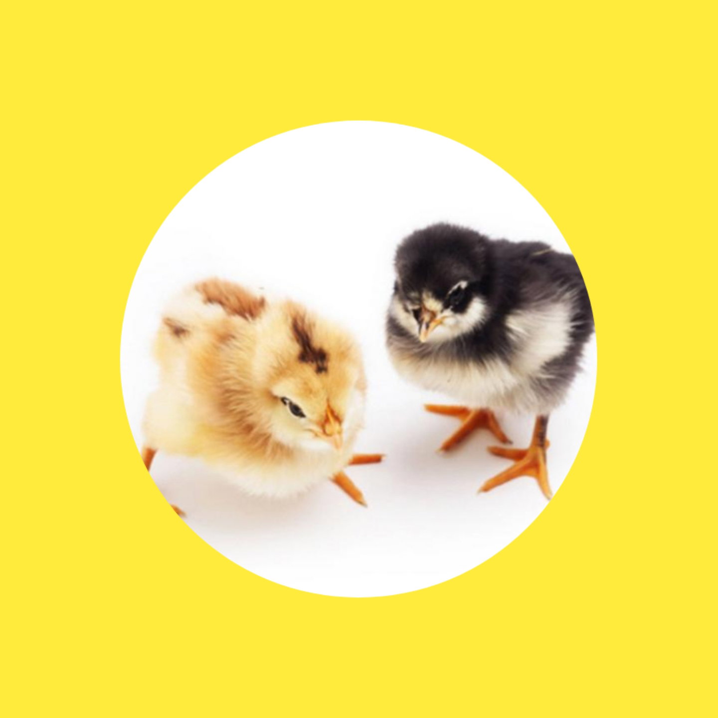DOC Ayam _1