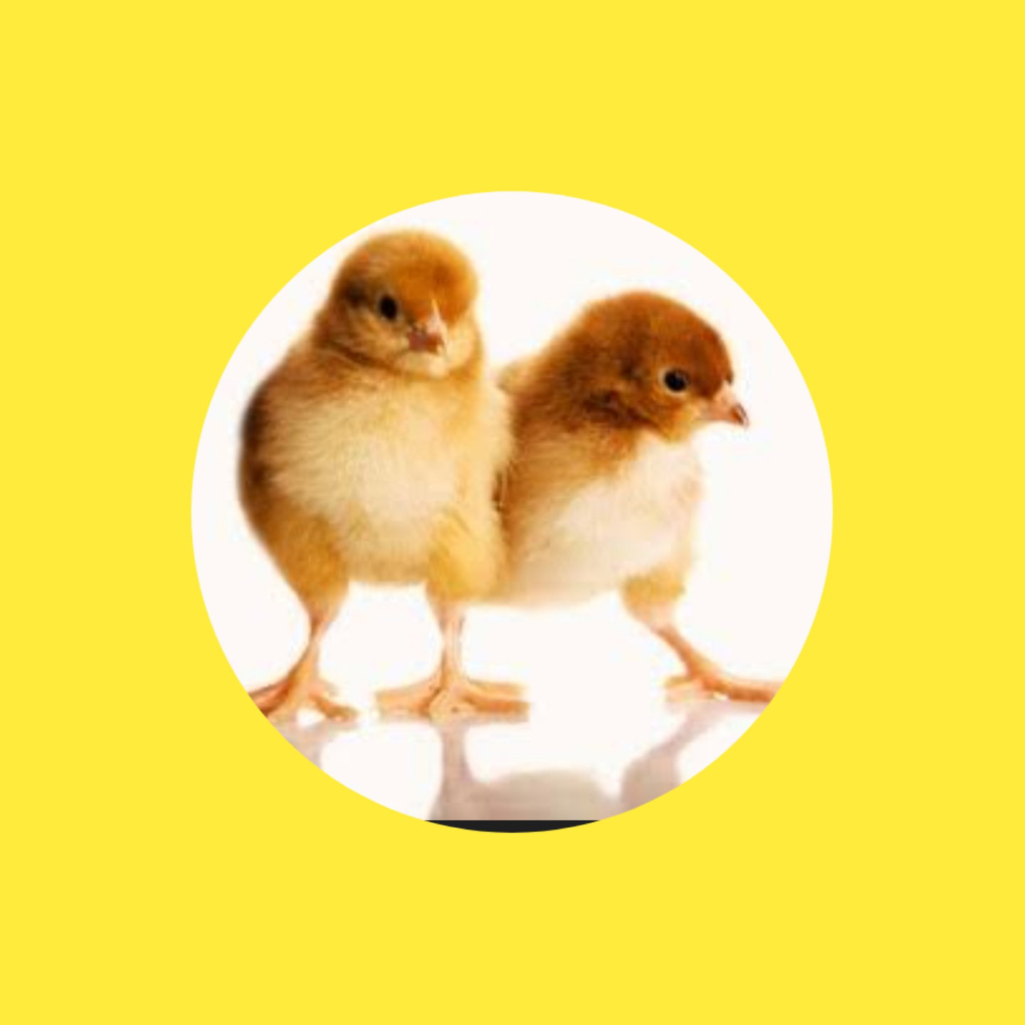 DOC Ayam _2
