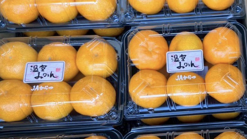 Japan Saga Karatsu Mikan 