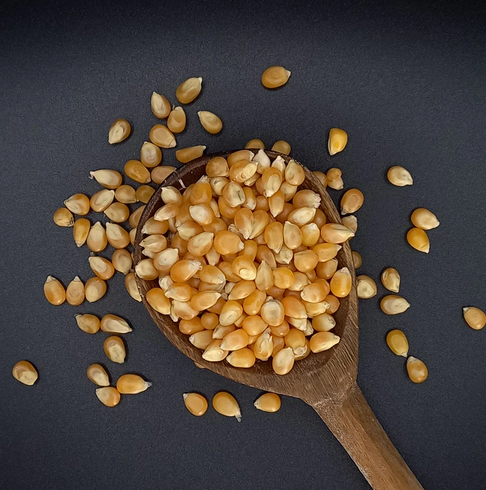 Popcorn – Yellow  / Palomitas de Maíz – Amarillas _0