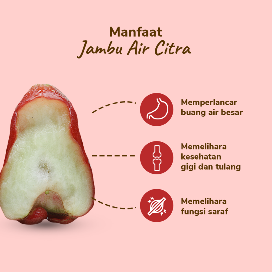 Jambu Air Citra 4-7 pcs 400-500 gram_2