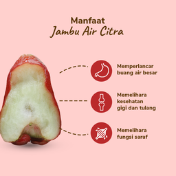 Jambu Air Citra 4-7 pcs 400-500 gram