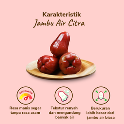 Jambu Air Citra 4-7 pcs 400-500 gram