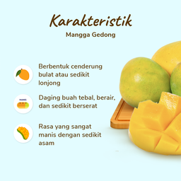 Mangga Gedong 2-3 pcs 400-500 gram