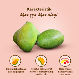 Mangga Manalagi 3-4 pcs 900-1000 gram
