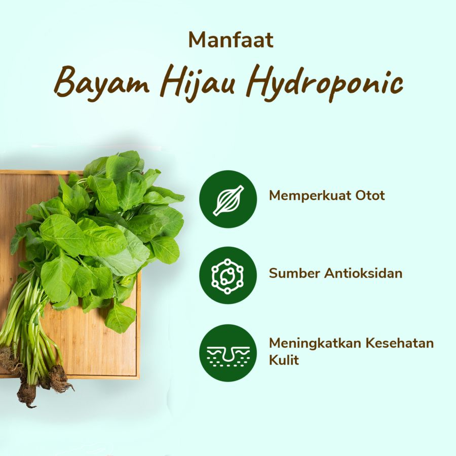 Bayam Hijau Hydroponic 200gram_2