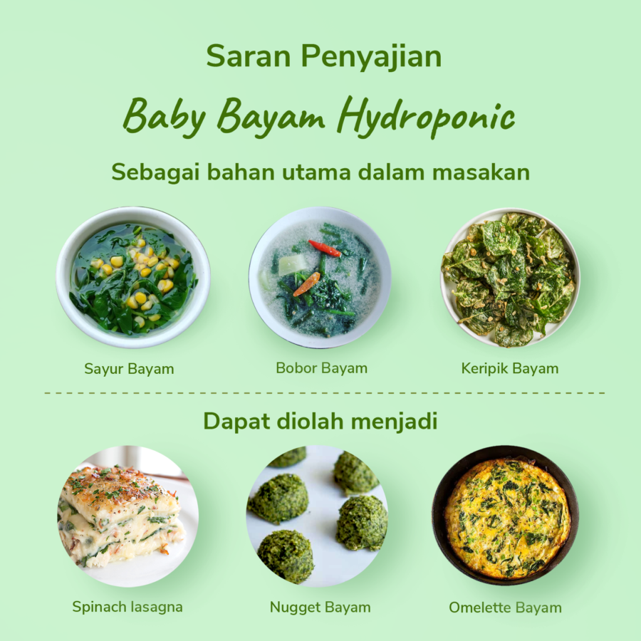 Baby Bayam Hydroponic 200gram_1