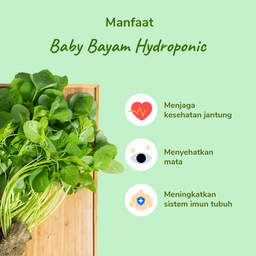 Baby Bayam Hydroponic 200gram
