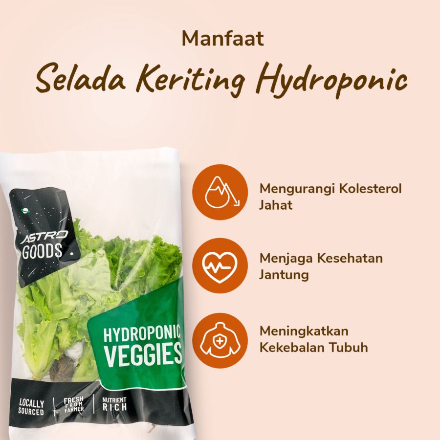 Selada Keriting Hydroponic 200gram_2