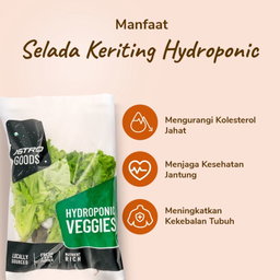 Selada Keriting Hydroponic 200gram