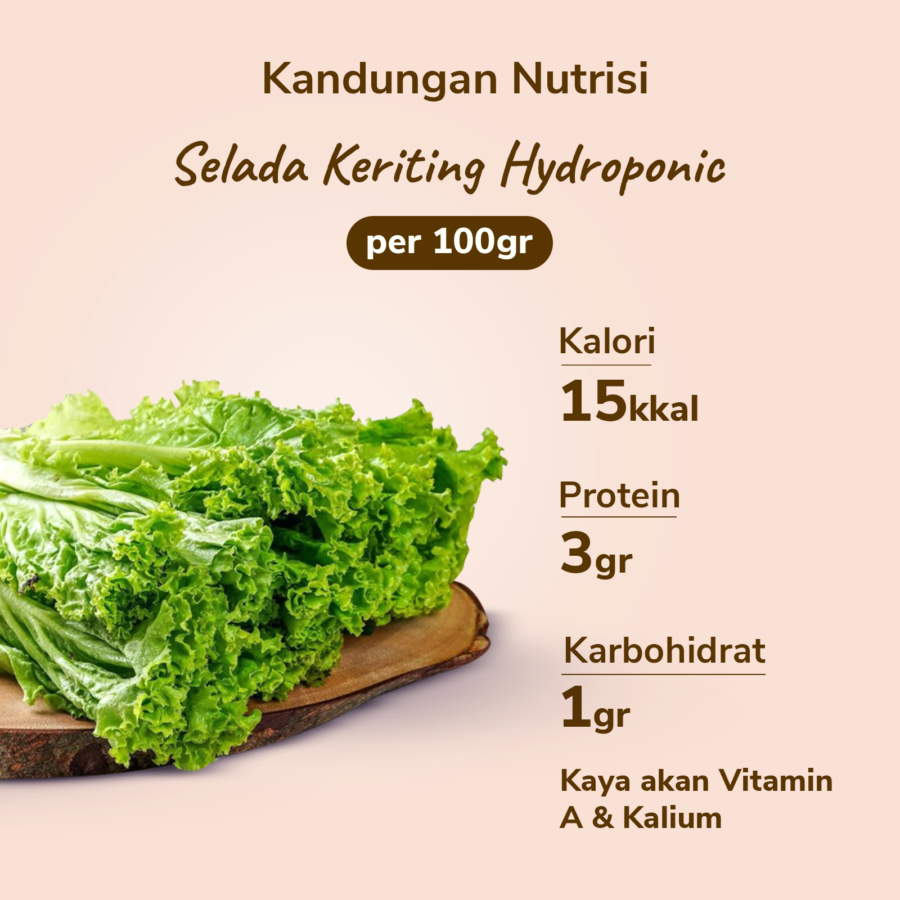 Selada Keriting Hydroponic 200gram_3