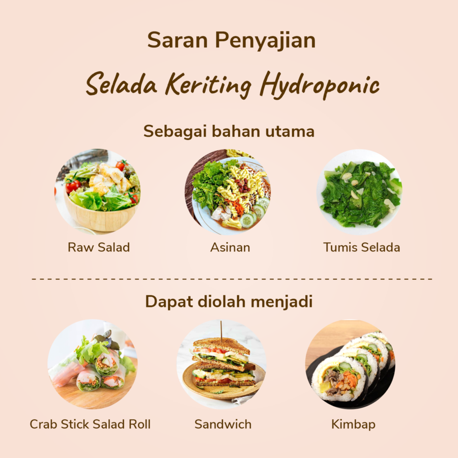 Selada Keriting Hydroponic 200gram_1