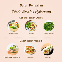 Selada Keriting Hydroponic 200gram