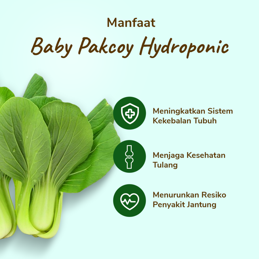 Baby Pakcoy Hydroponic 200gram_2
