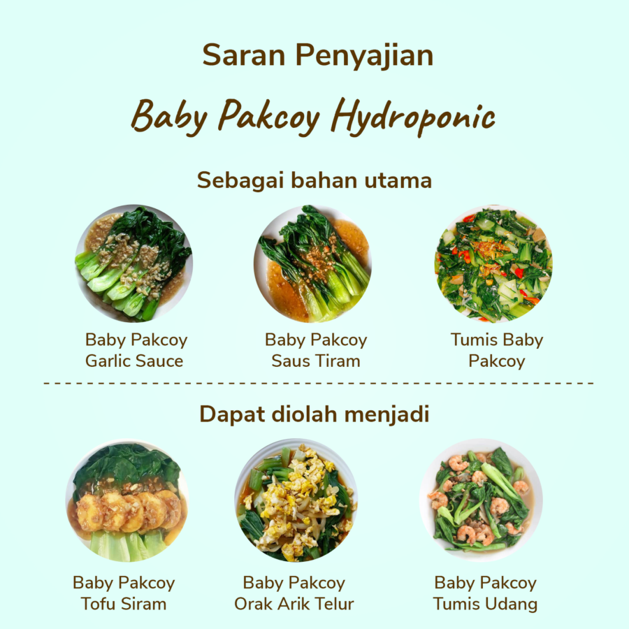 Baby Pakcoy Hydroponic 200gram_1