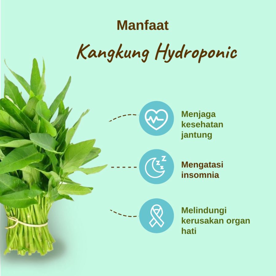 Kangkung Hydroponic 200gram_2