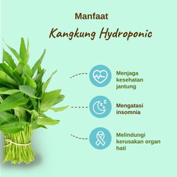 Kangkung Hydroponic 200gram