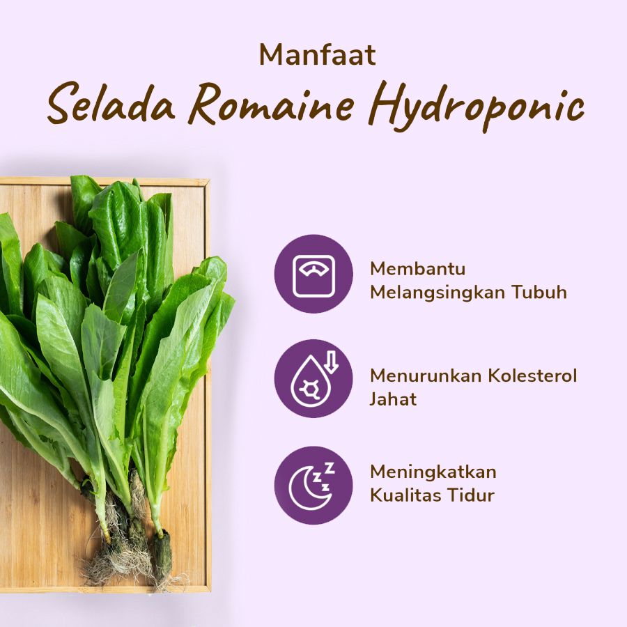Selada Romaine Hydroponic 200gram_2