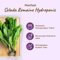 Selada Romaine Hydroponic 200gram