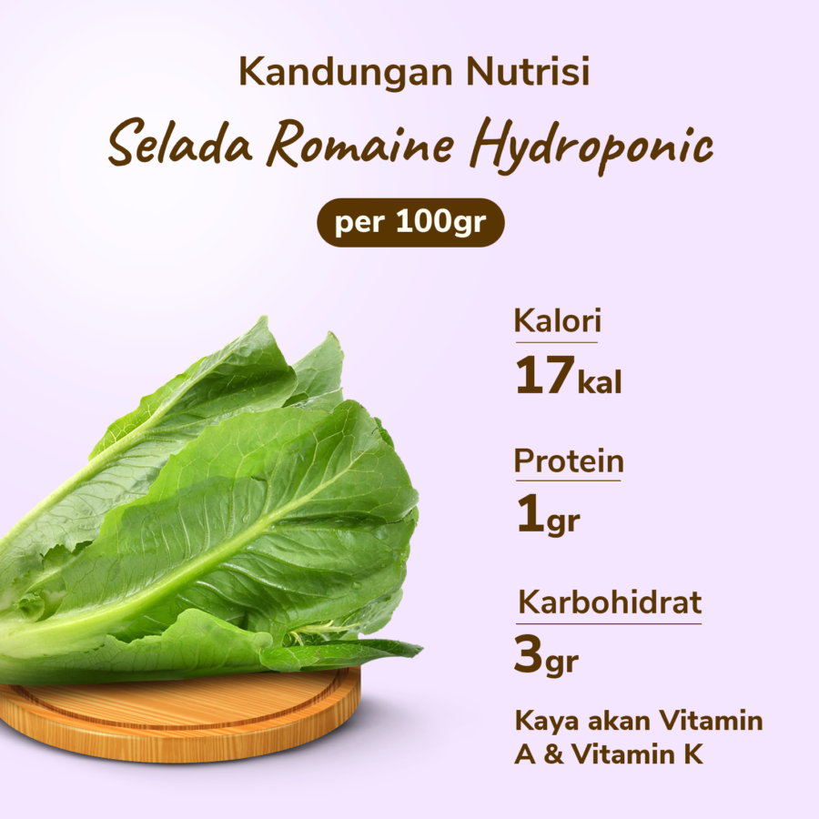 Selada Romaine Hydroponic 200gram_3