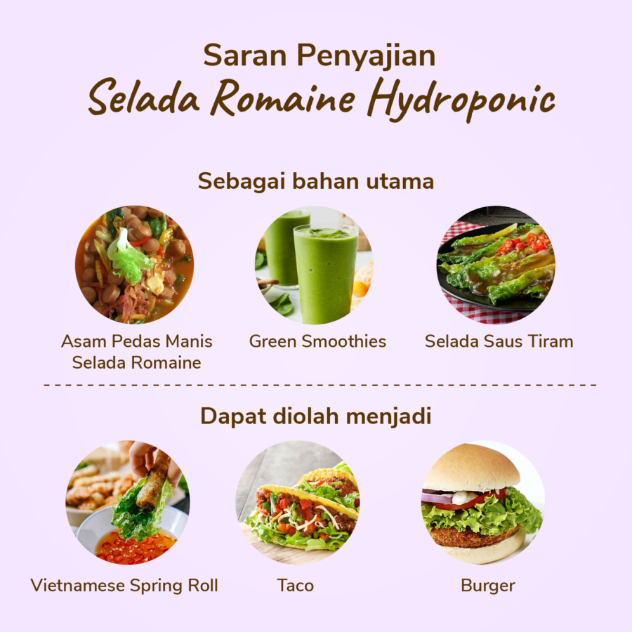 Selada Romaine Hydroponic 200gram_1