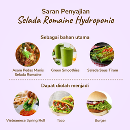 Selada Romaine Hydroponic 200gram