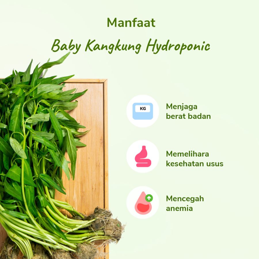 Baby Kangkung Hydroponic 200gram_2