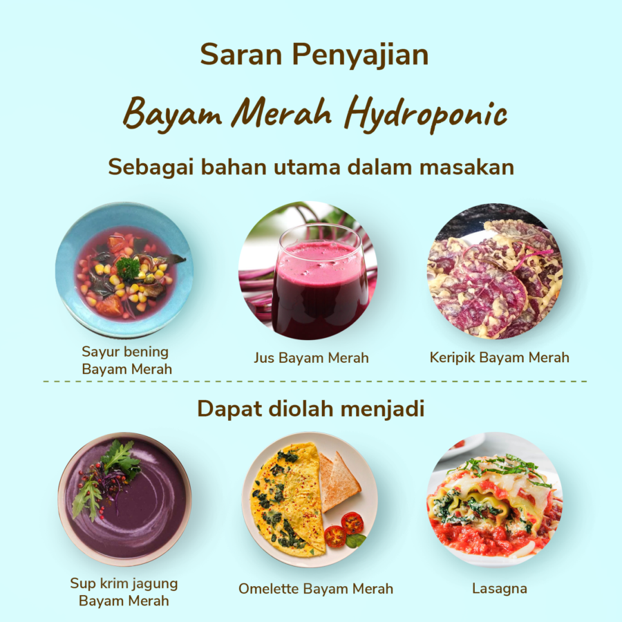 Bayam Merah Hydroponic 200gram_1