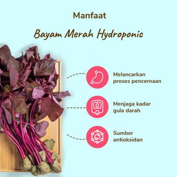 Bayam Merah Hydroponic 200gram
