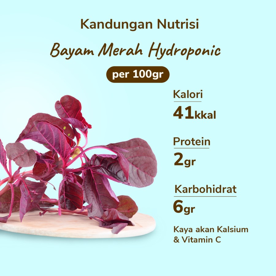 Bayam Merah Hydroponic 200gram_3