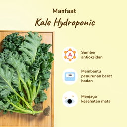 Kale Hydroponic 200gram