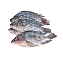 Poissons & Fruits de mer