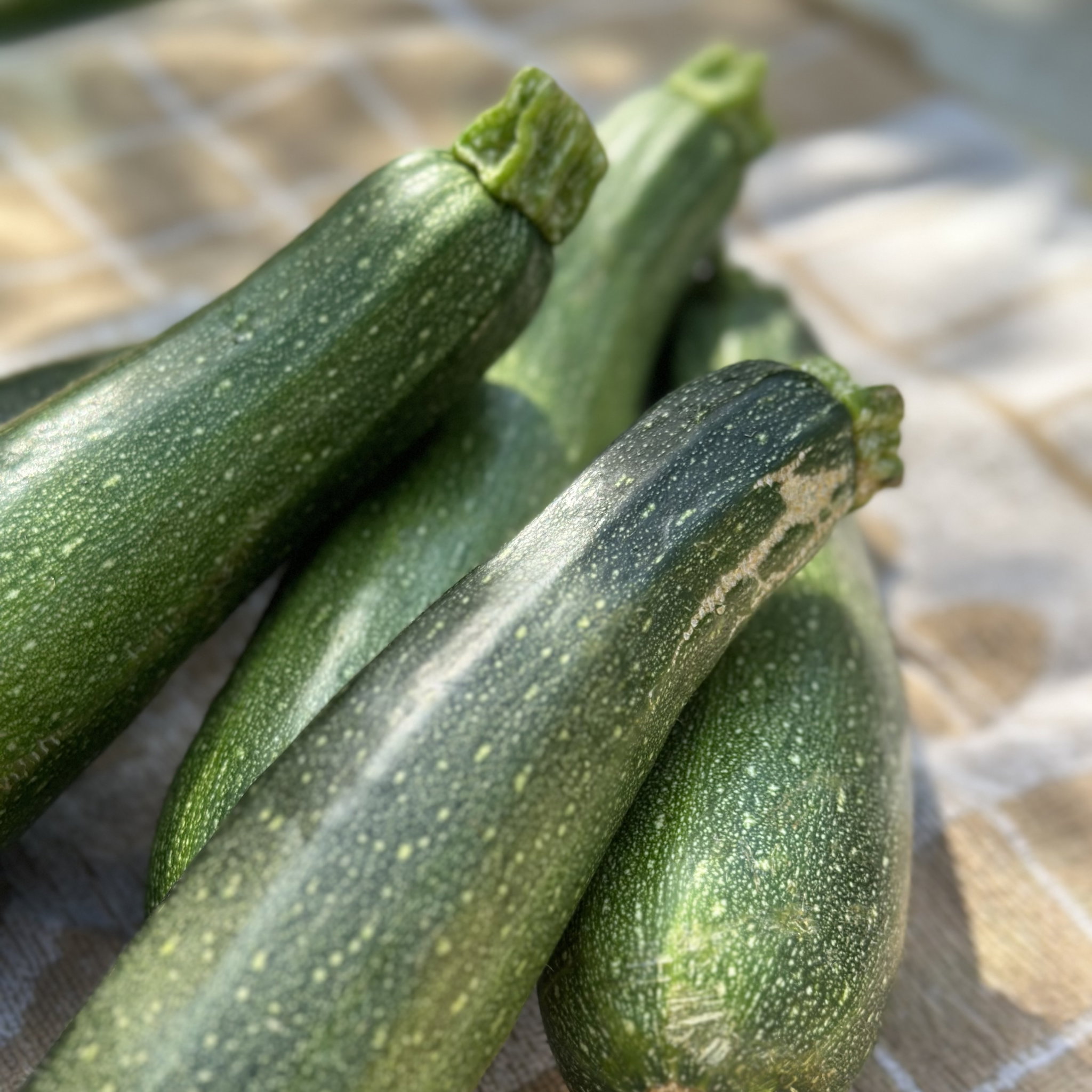 Courgette Bio_0
