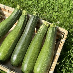 Courgette Bio