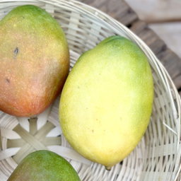 Mango Bio